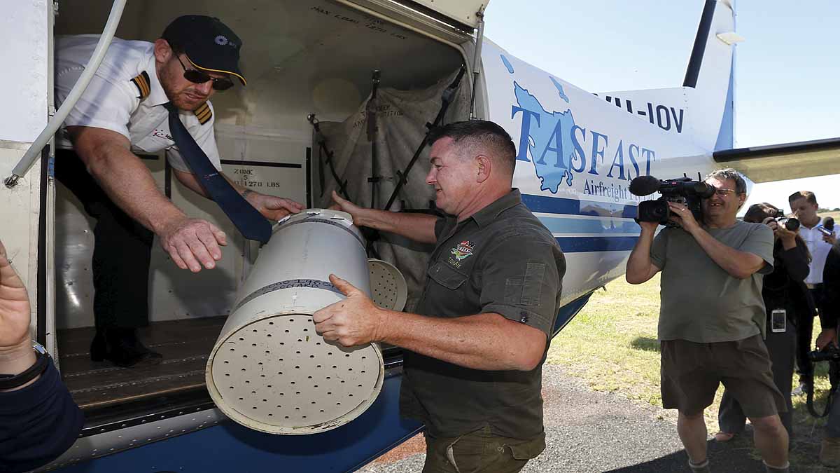 Tasmanian Devils Born in Wild