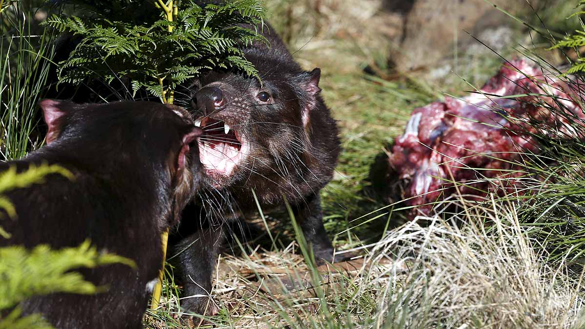 Tasmanian Devils Born in Wild