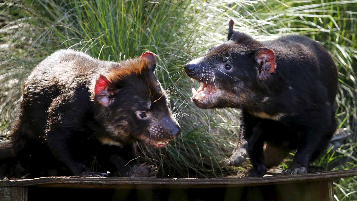 Tasmanian Devils Born in Wild