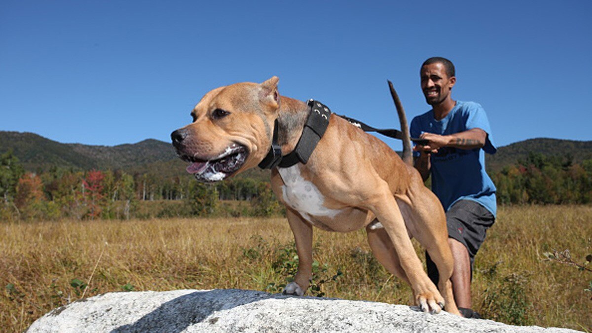 पिटबुल डॉग के हमले से मजदूर की मौत 