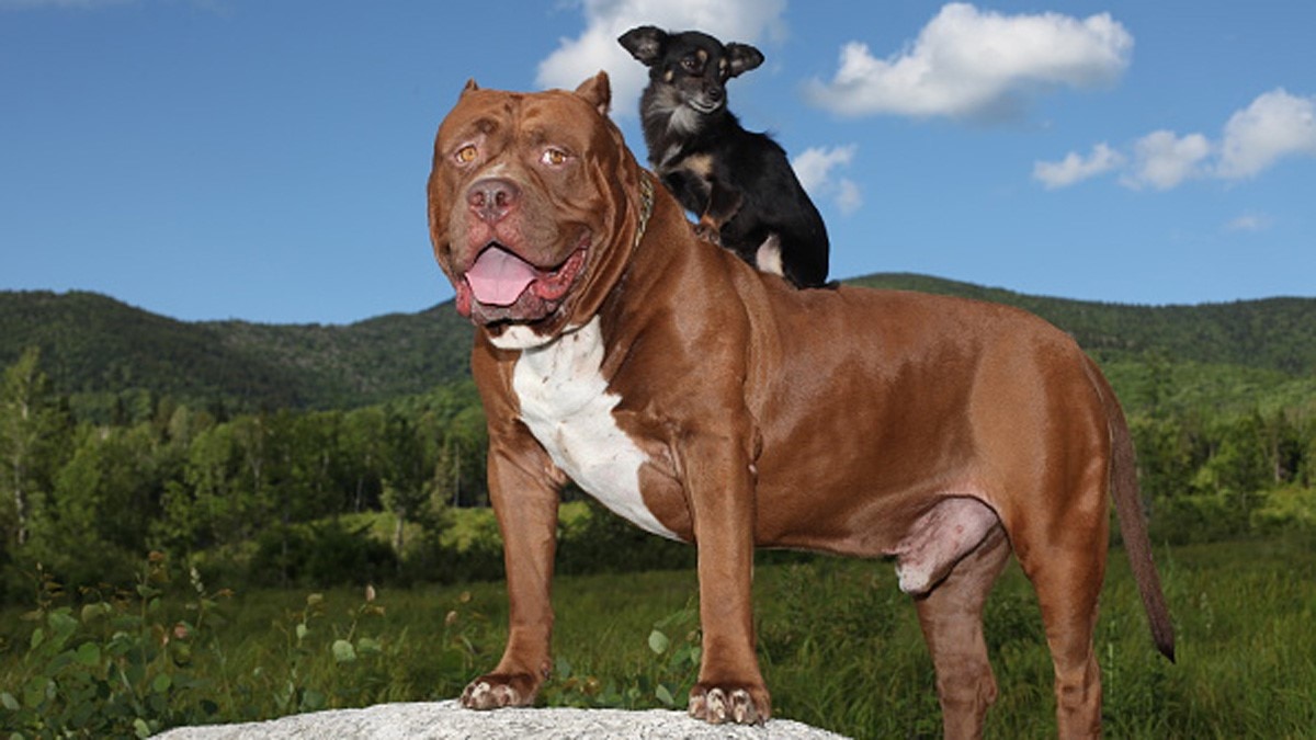 पिटबुल डॉग के हमले से मजदूर की मौत 