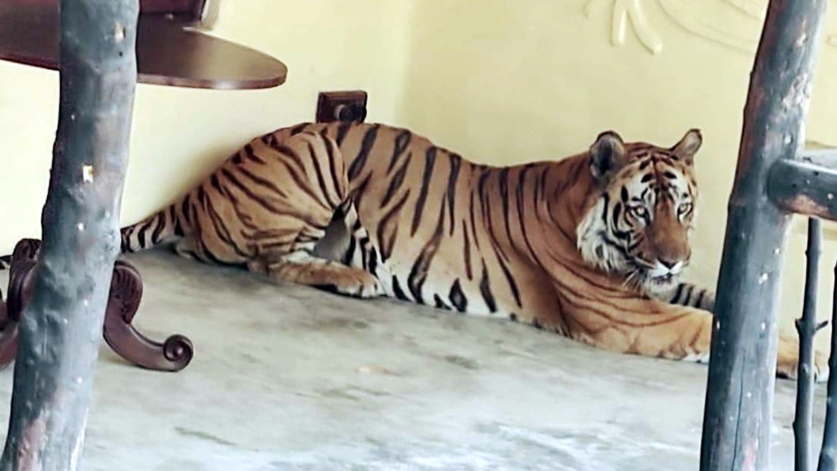 बांधवगढ़ टाइगर रिजर्व में रिसोर्ट के अंदर आ गया बाघ, 2 दिन से डाले है डेरा