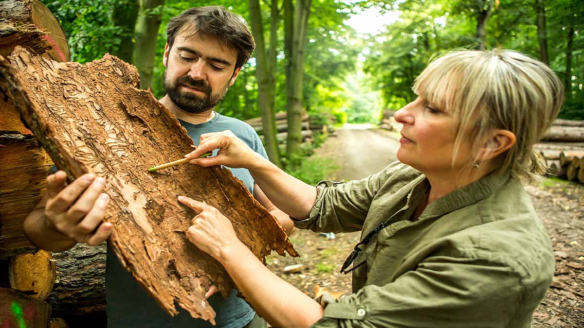 Transparent Wood Lemon-Oranges