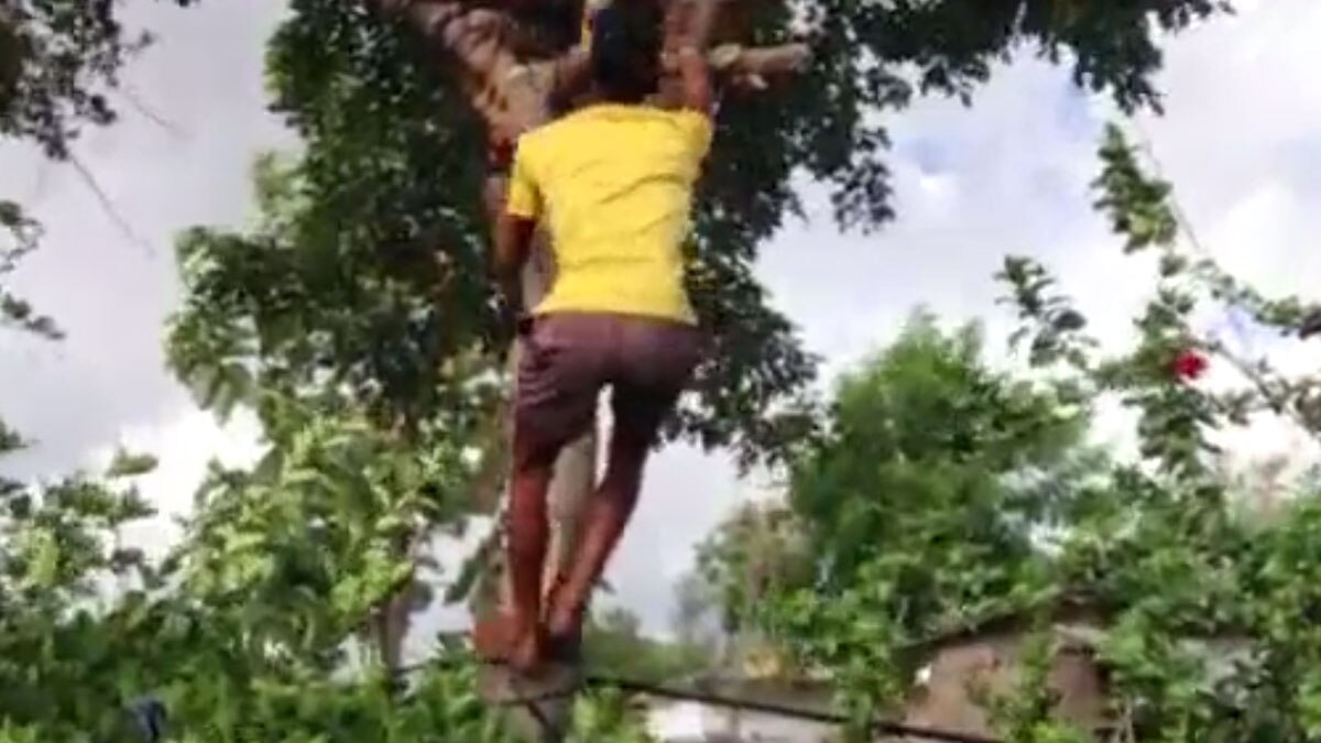 आइसोलेट कर 11 दिन तक पेड़ पर ही रहा कोरोना मरीज 