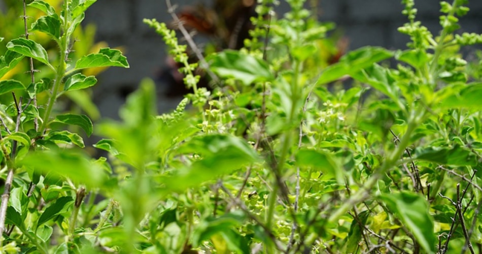 तुलसी के पत्तों को ना तोड़ें