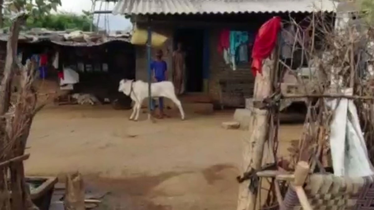 आइसोलेट कर 11 दिन तक पेड़ पर ही रहा कोरोना मरीज 