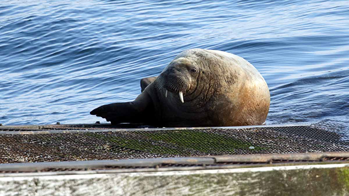 Whales in Thames River