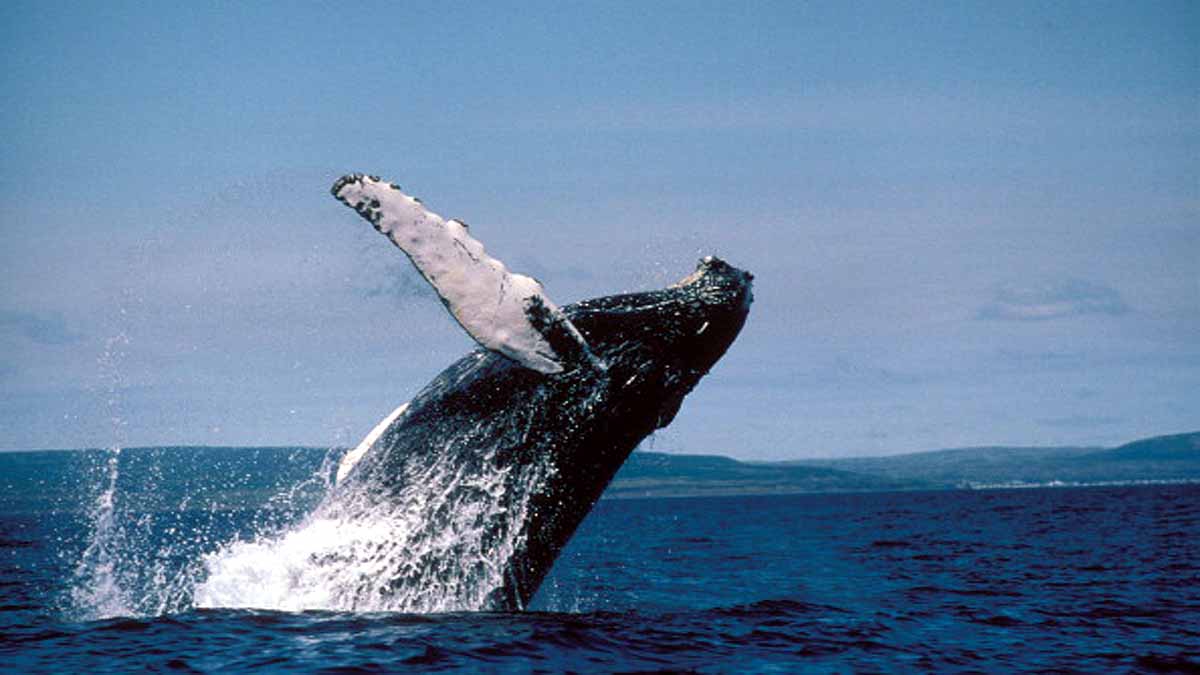 Whales in Thames River