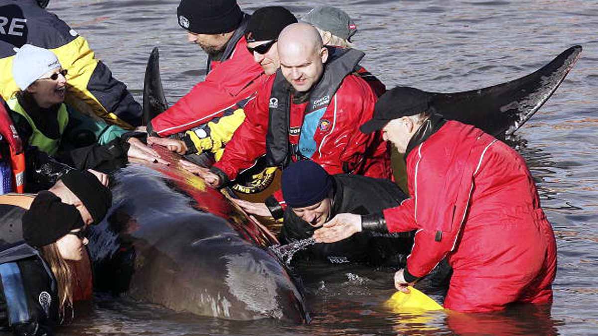 Whales in Thames River
