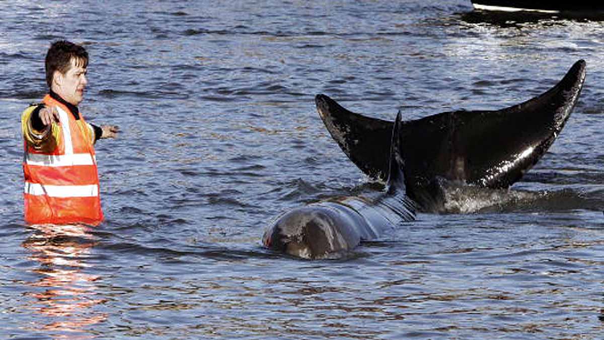 Whales in Thames River