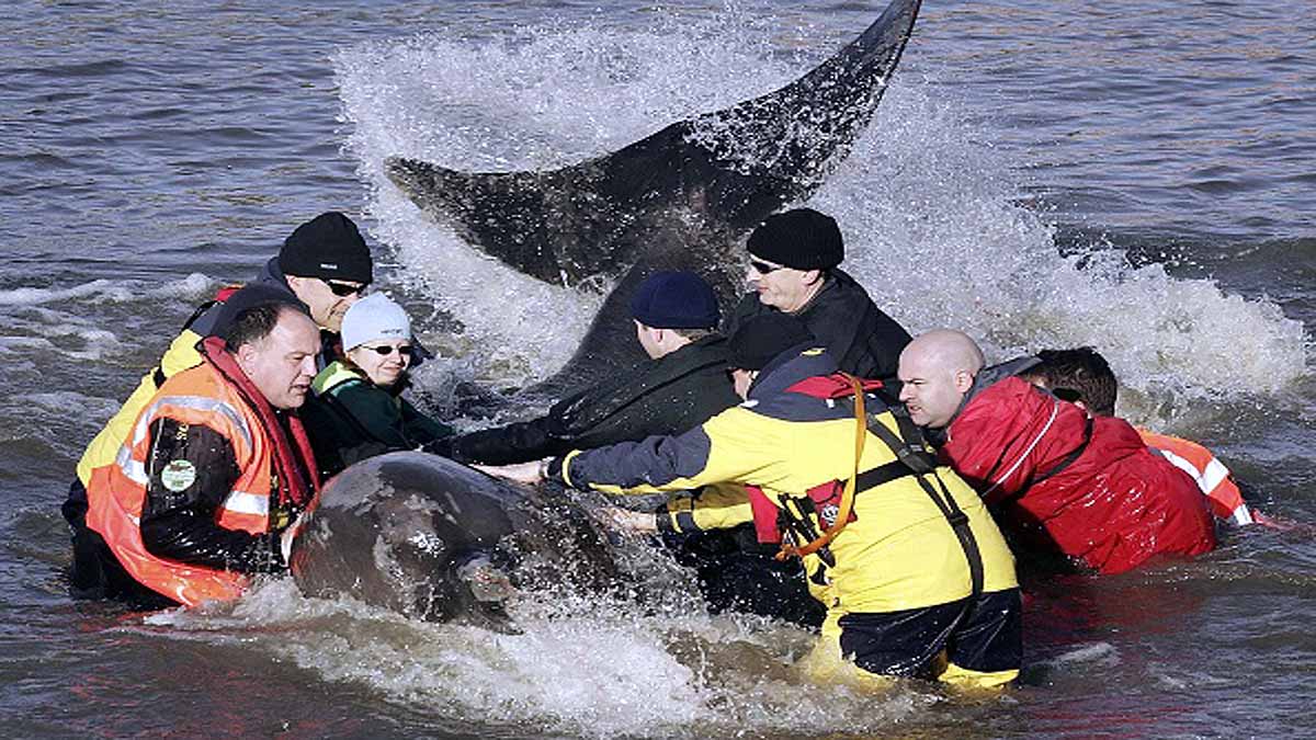 Whales in Thames River