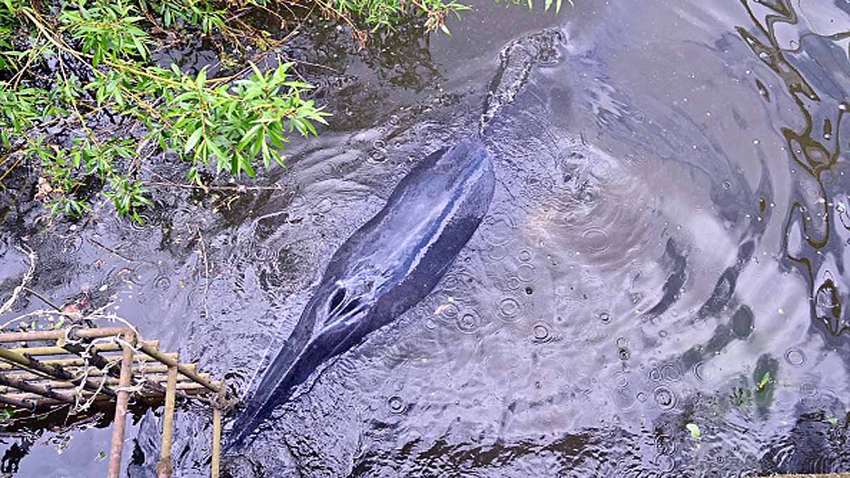 Whales in Thames River