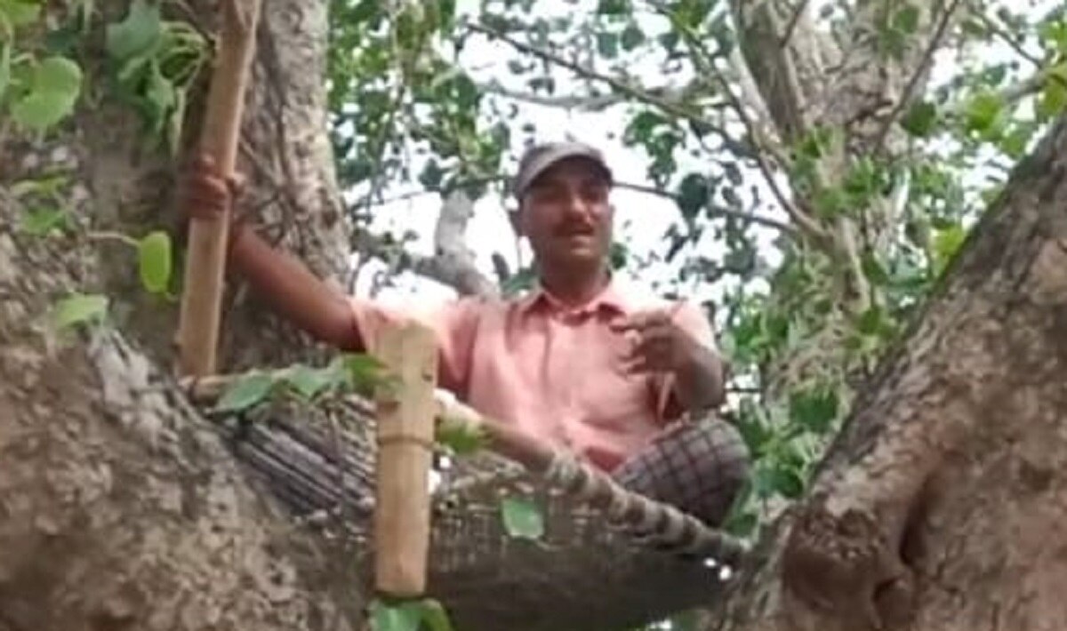 पीपल के पेड़ के नीचे