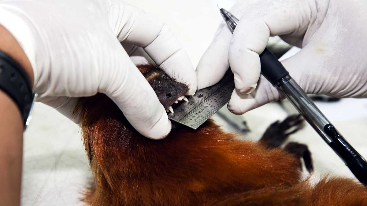 Scientist found Next pandemic