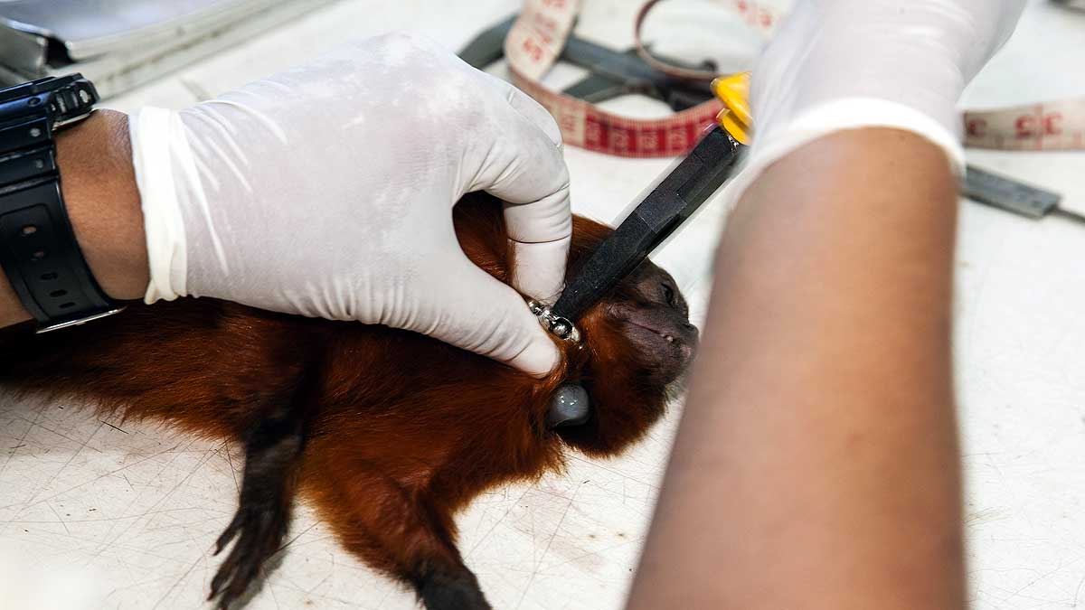 Scientist found Next pandemic