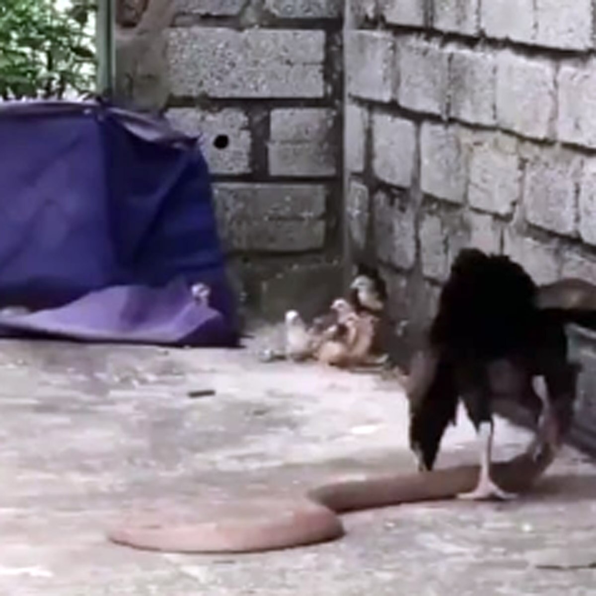 hen fight with snake viral video