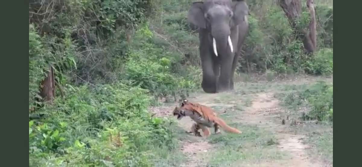 Tiger elephant viral video