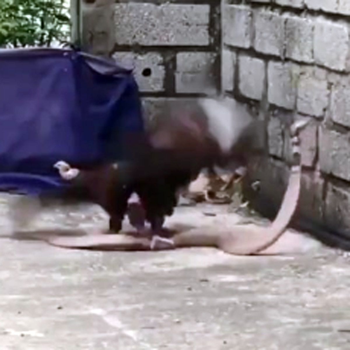 hen fight with snake viral video