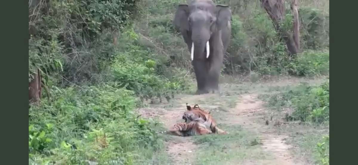 Tiger elephant viral video