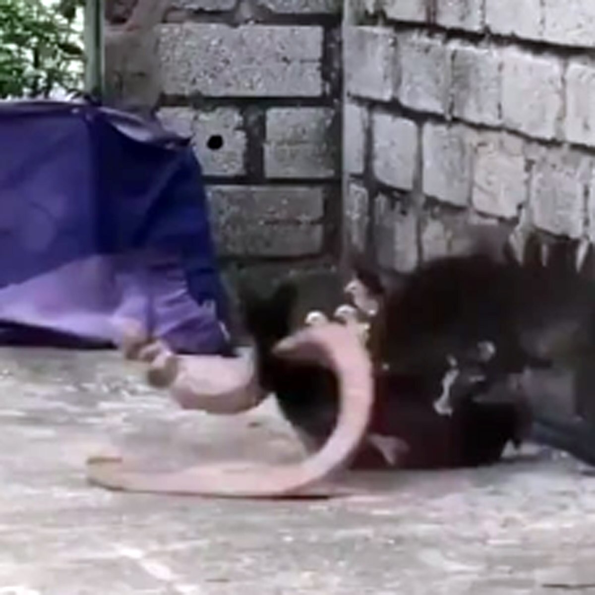 hen fight with snake viral video