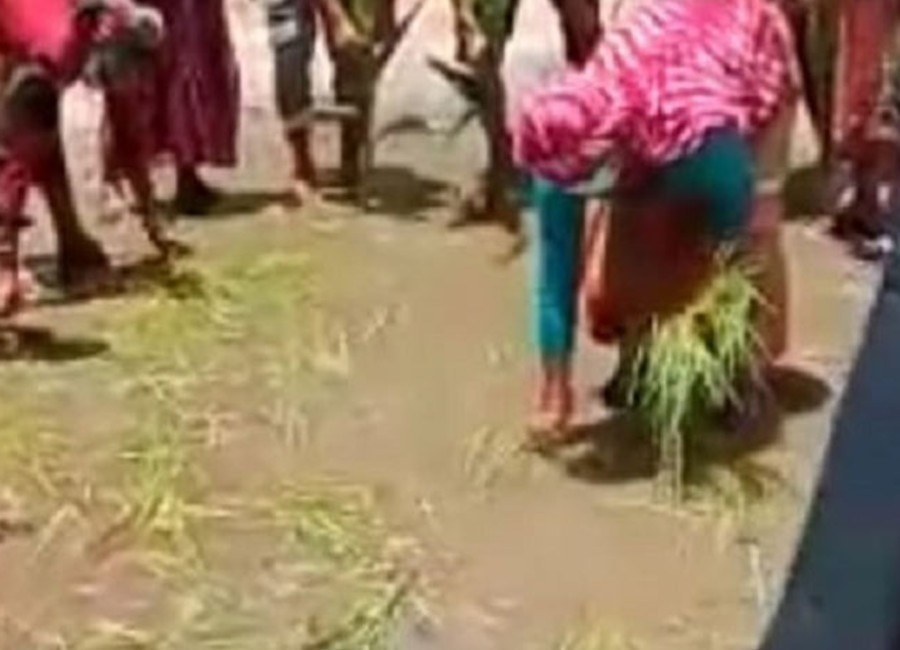 Villager Planted Paddy On Road
