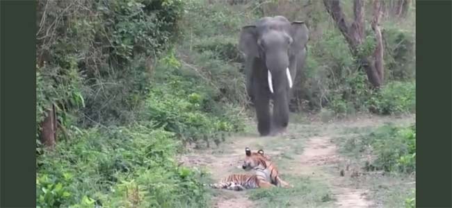 Tiger elephant viral video