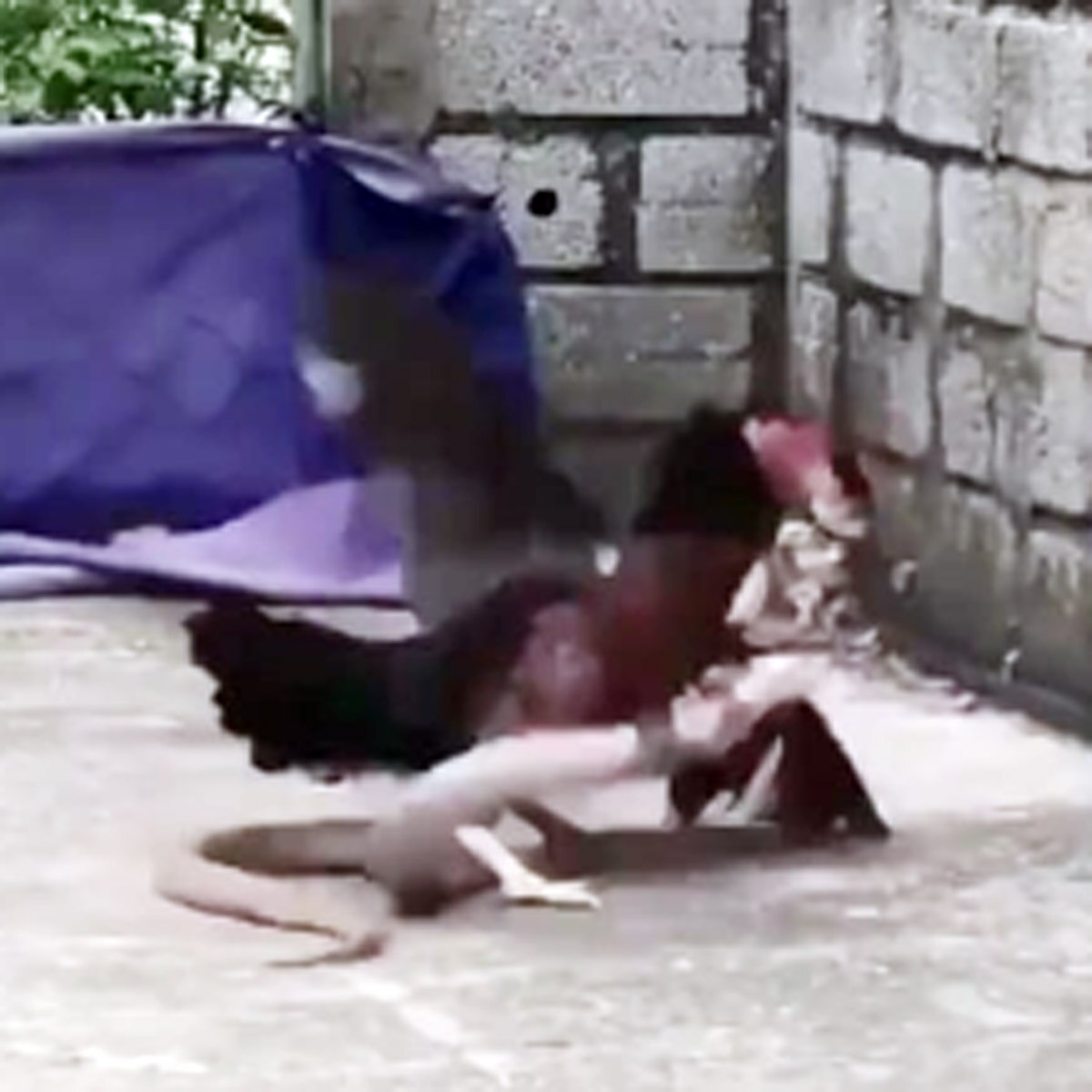 hen fight with snake viral video