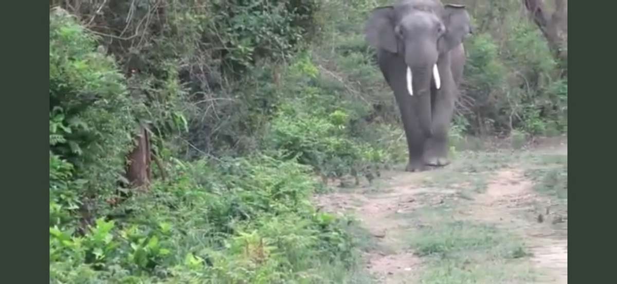 Tiger elephant viral video