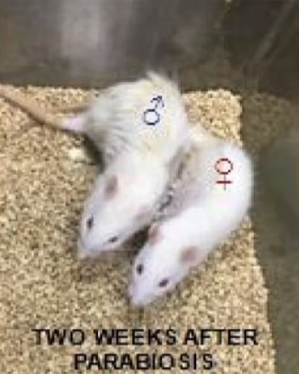 male rat give birth