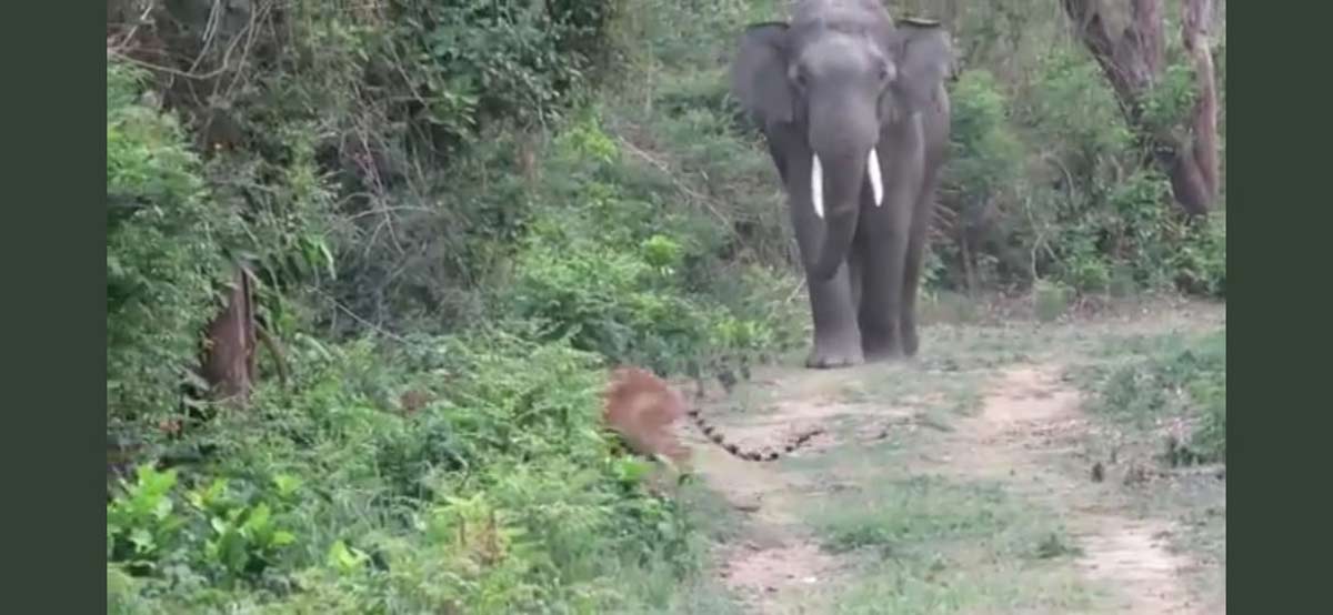 Tiger elephant viral video