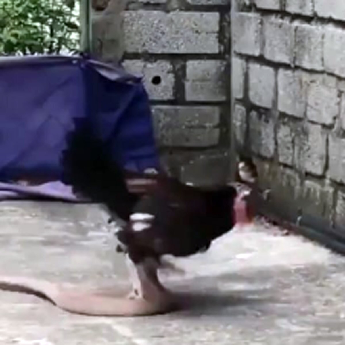 hen fight with snake viral video