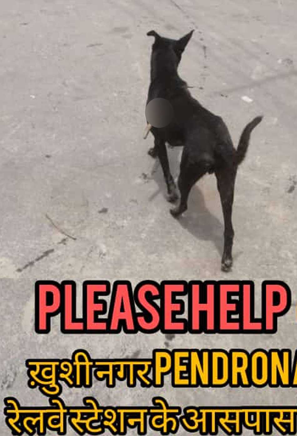 rescue operation to save life of dog 