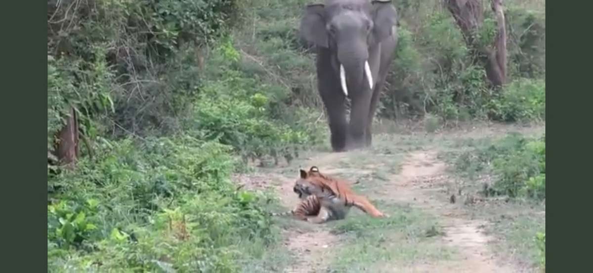 Tiger elephant viral video