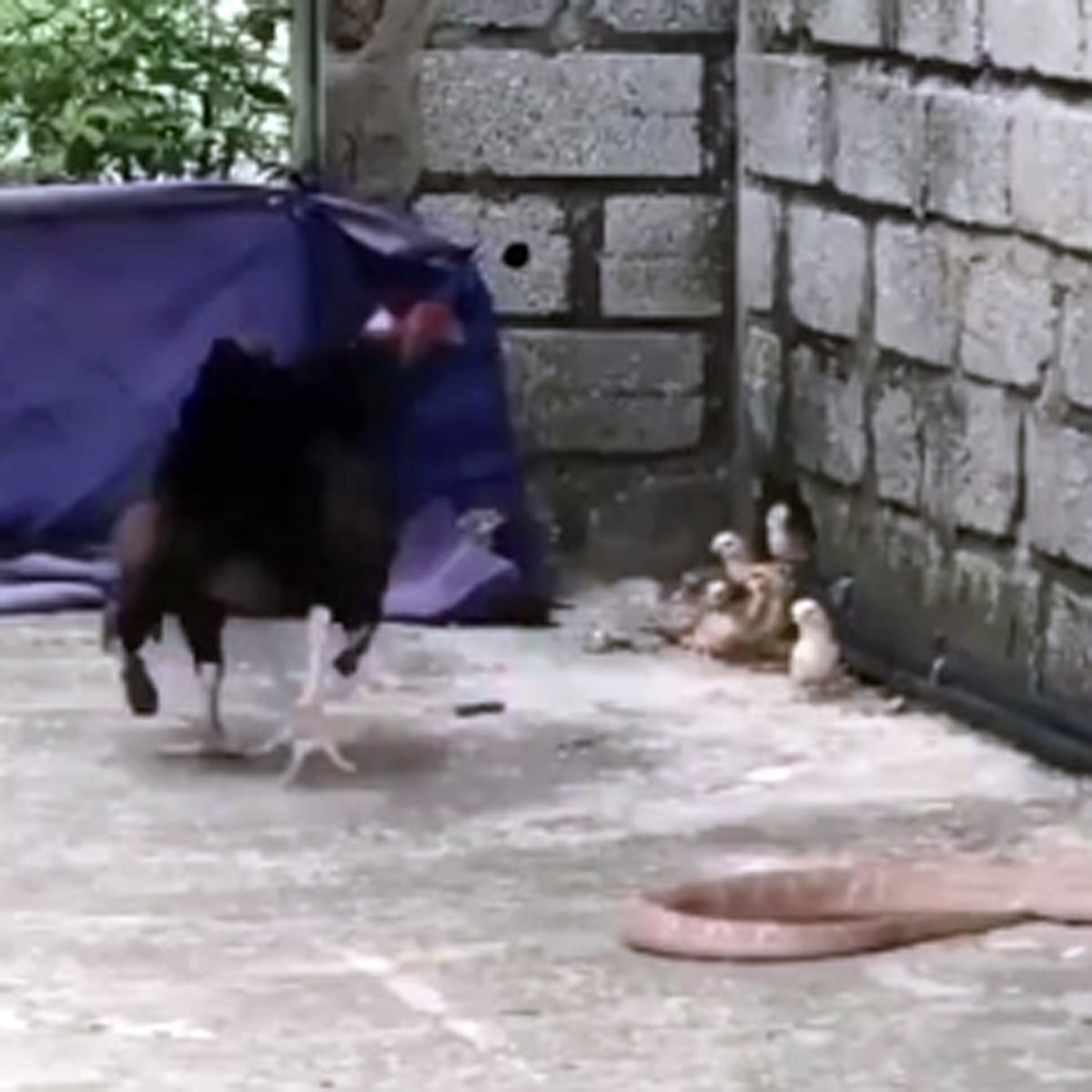 hen fight with snake viral video