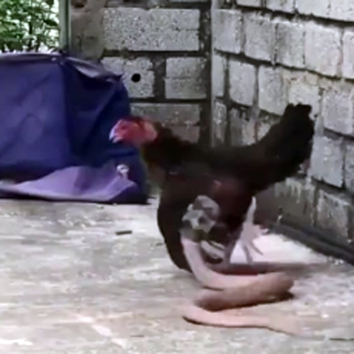 hen fight with snake viral video