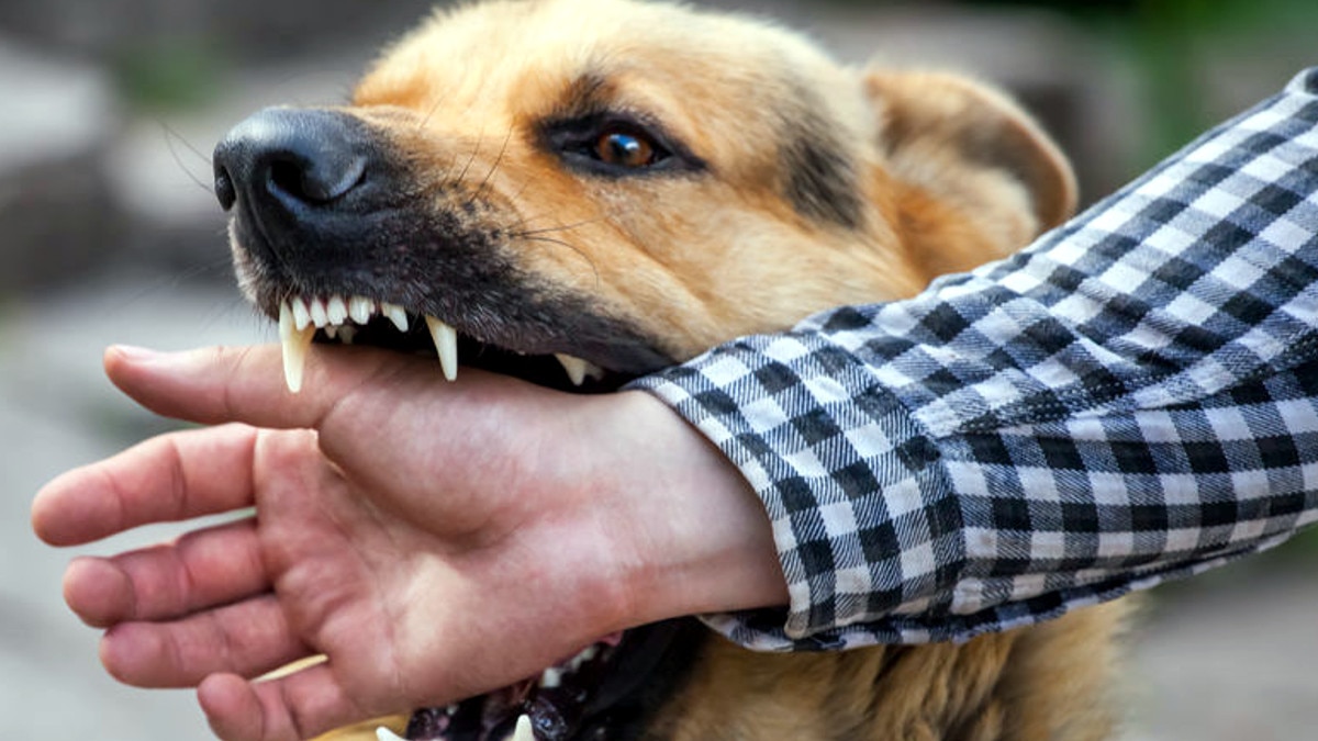 Dogs killed 6-year-old innocent 