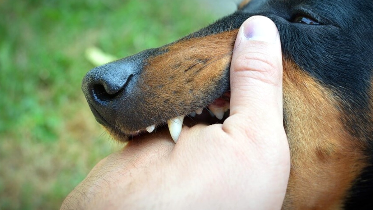 Dogs killed 6-year-old innocent 