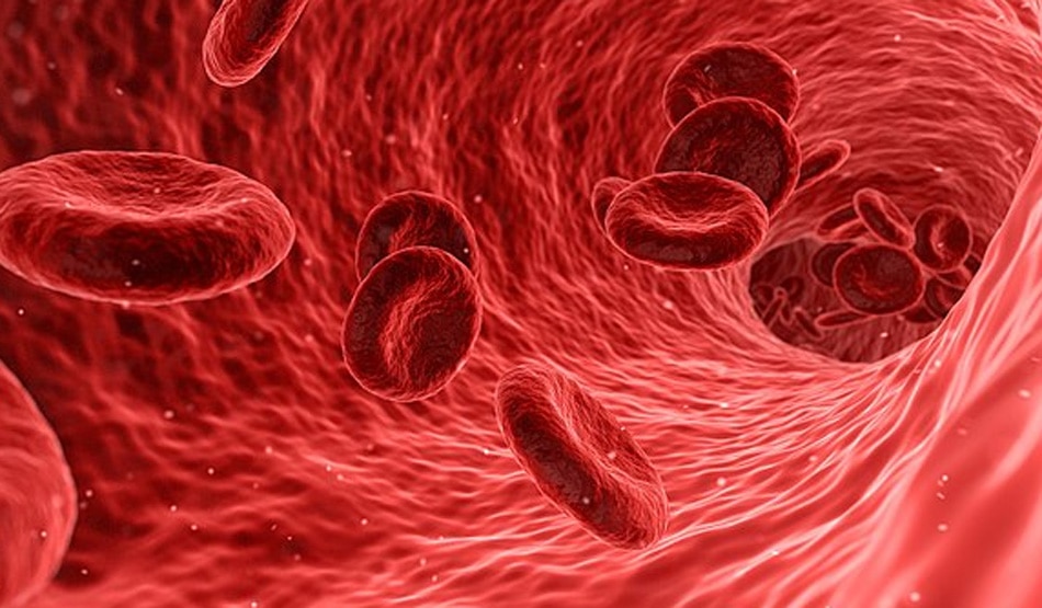 खून की कमी को पूरा करता है