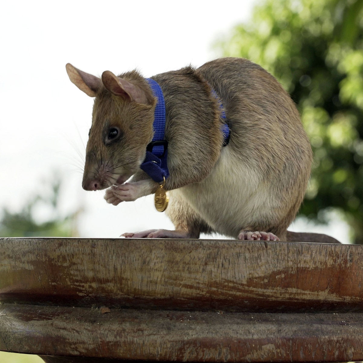 Magawa rat 