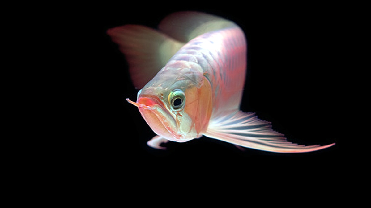 Asian Arowana Fish