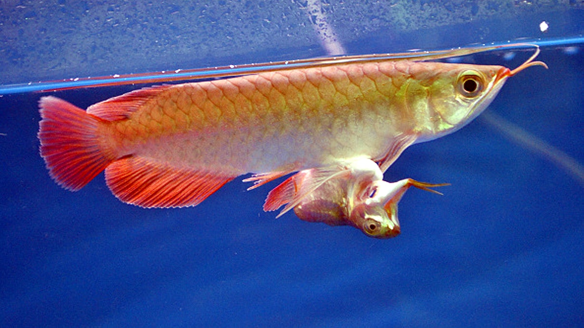 Asian Arowana Fish