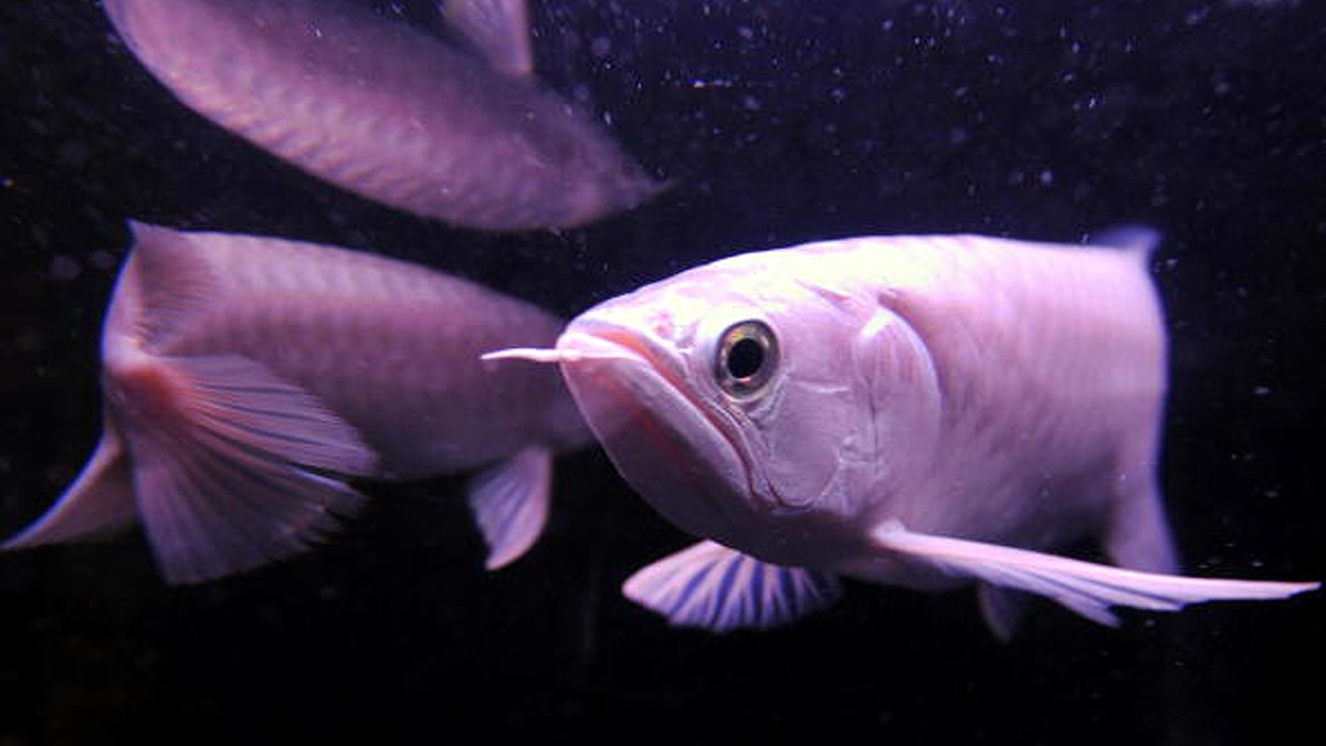 Asian Arowana Fish