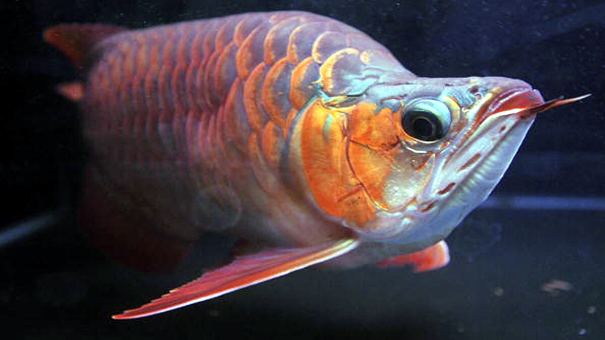 Asian Arowana Fish