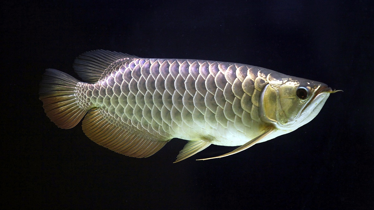 Asian Arowana Fish