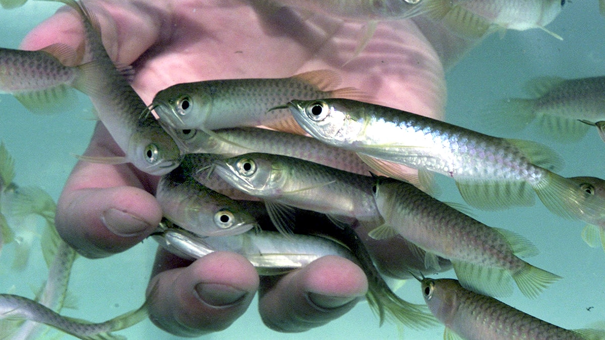 Asian Arowana Fish
