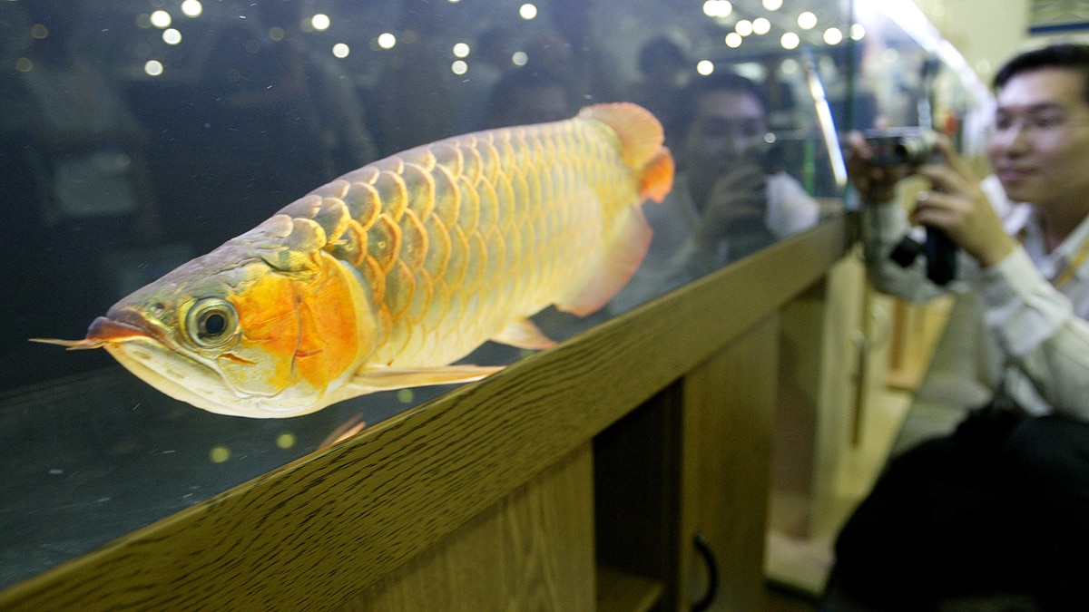 Asian Arowana Fish