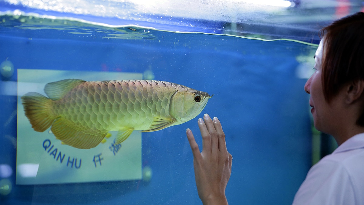 Asian Arowana Fish