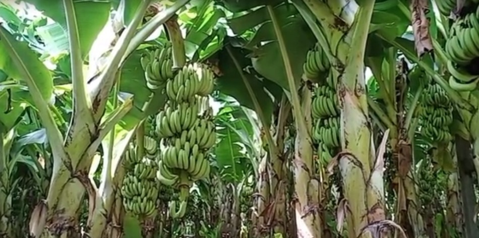 jalgaon banana exported to Dubai