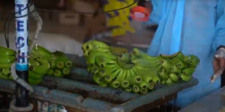 jalgaon banana exported to Dubai