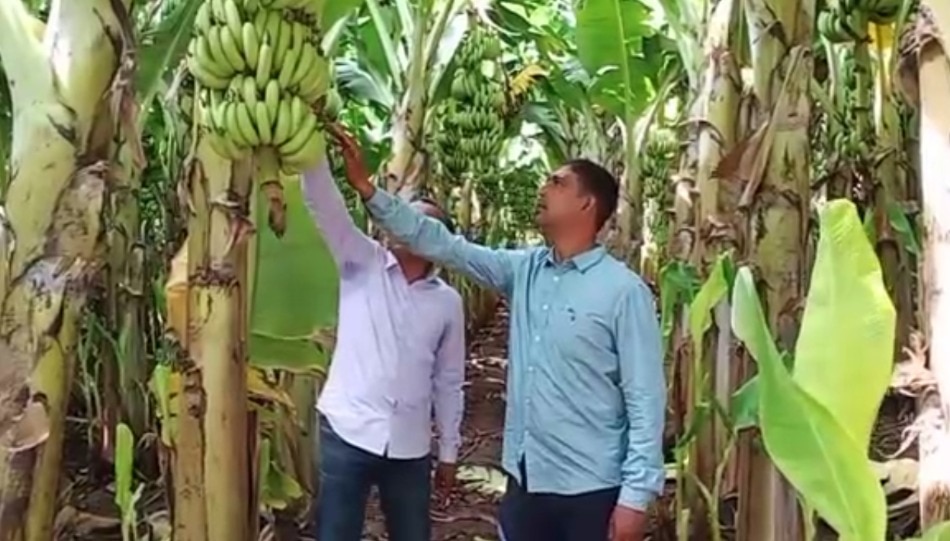 jalgaon banana exported to Dubai